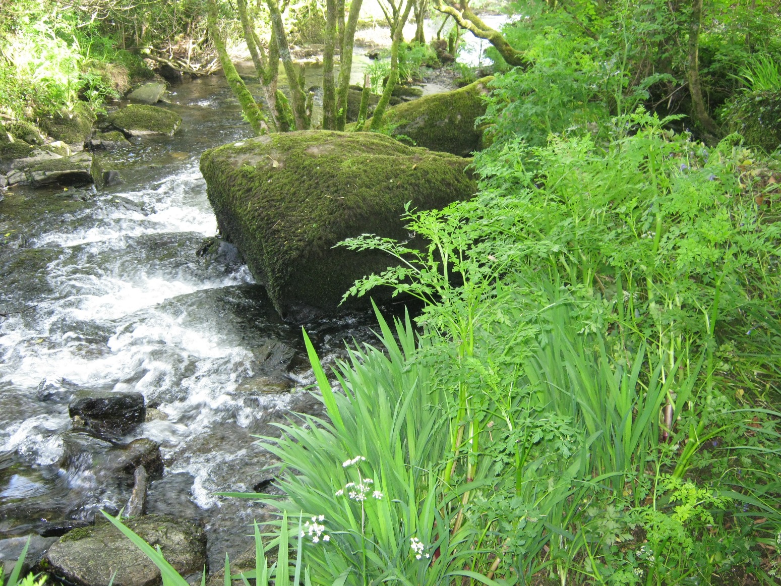 Pristine Riverbank